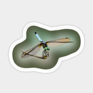 Dragonfly -Blue/Green Sticker